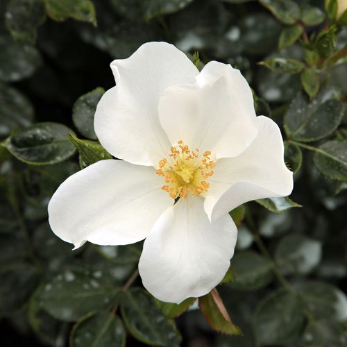 Rozen bestellen en bezorgen - Rosa Escimo® - geurloze roos - Stamroos – Kleine bloemen - wit - Wilhelm Kordes III.hangende kroonvorm - 0